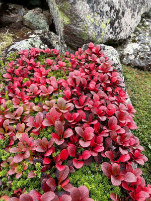 ウラシマツツジは真っ赤に色づいて