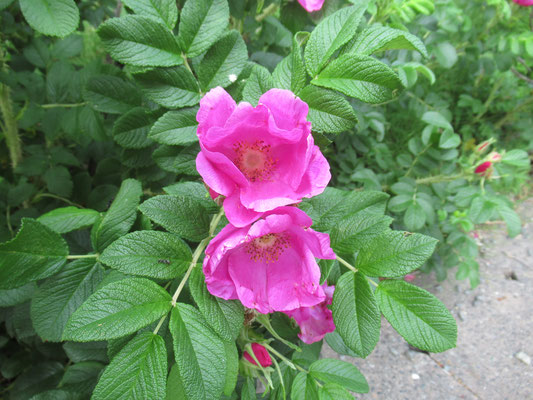 ハマナス　最もポピュラーな北海道の花。