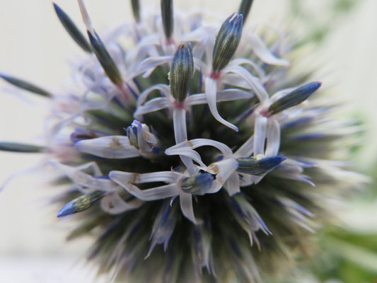 2025/7/1　ハリネズミのようなルリタマアザミの花を拡大してみたら