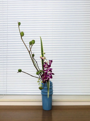 2025/8/27　＜イガナス　デンファレ　桔梗蘭＞