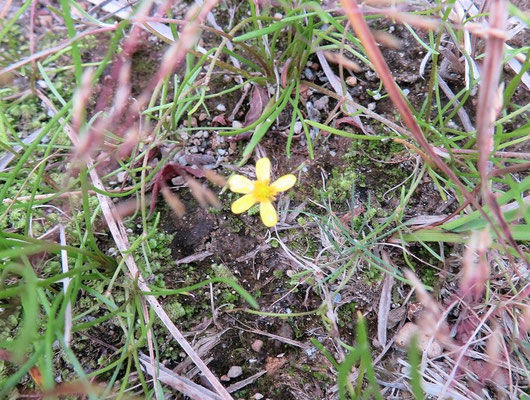 イトキンポウゲは地面を這うように