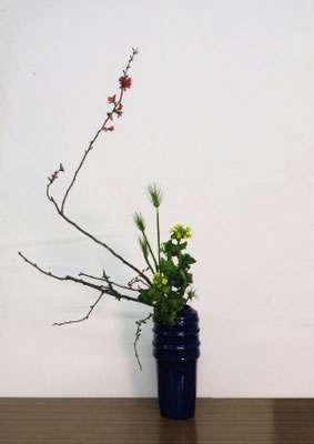 2026/2/25　＜木瓜　菜の花　青麦＞