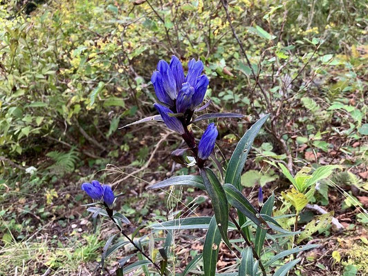 エゾオヤマリンドウ