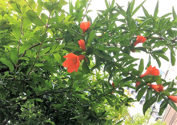 柘榴（ザクロ）の花