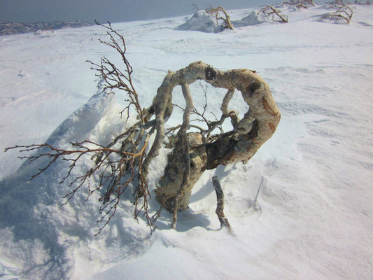 天然のオブジェ！？　朝里岳の山頂で風雪に耐えるダケカンバ。