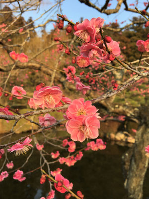 池にせり出すように枝を広げる紅梅。