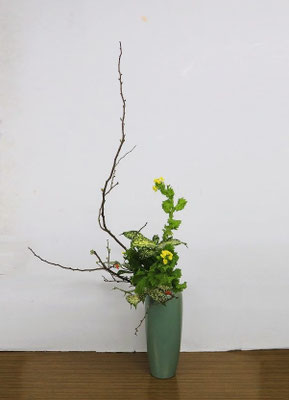 2026/1/14 <木瓜 菜の花 ゴッドセフィアナ>