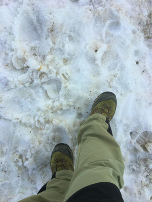 雪の上は、涼しくて気持ちがいいです。