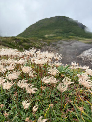 綿毛になったチングルマの群生
