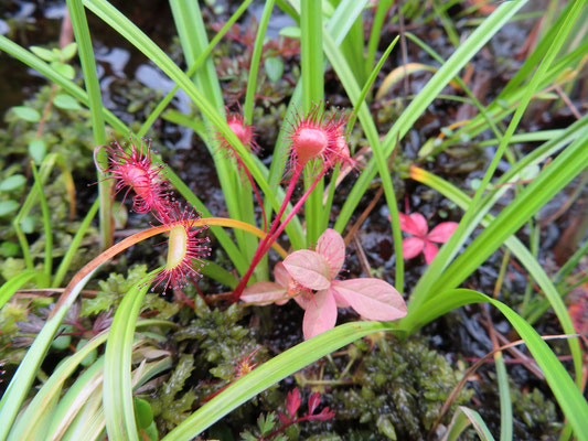 水滴が滴るモウセンゴケ。食虫植物。　