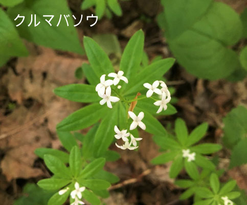 クルマバソウ（車葉草）　葉の形状が牛車の車輪のようなのでこの名がついたようです。