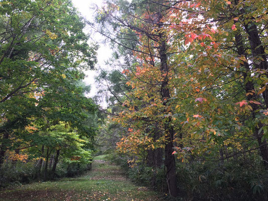 曇天ながら静かな紅葉の森を歩くのは、最高の気分でした。