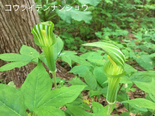 コウライテンナンショウ（高麗天南星）マムシグサと呼ぶ方が馴染みがある。