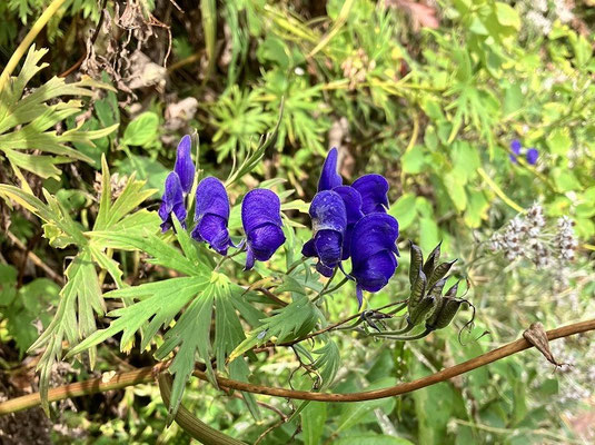 ダイセツトリカブト