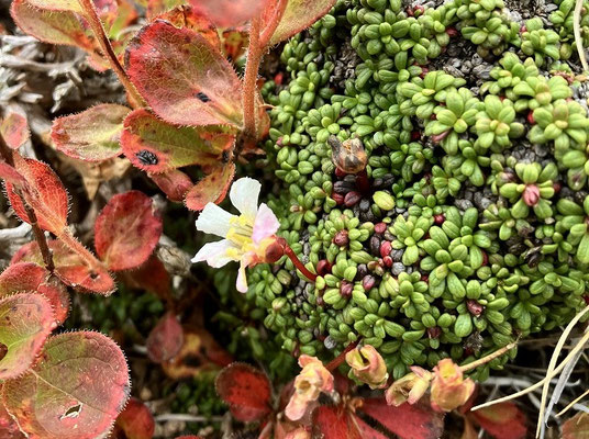 イワウメが一輪