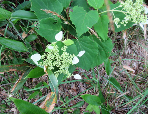 イワガラミ　ツルアジサイと似ていますが、花びらのように見えるがく片で区別できます。