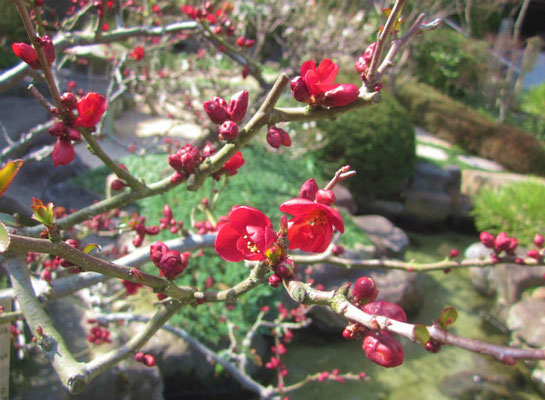 2015.2.28　長谷寺の木瓜　日差しの暖かさを感じる一枚です。　　