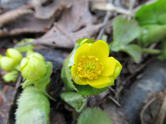 エゾノリュウキンカ、開花したものがありました。