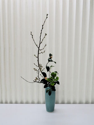 2026/2/10　＜桜　菜の花　椿＞　菜の花の蕾がまだ固かったのですが、それがかえって椿の表情を活かしてくれました。