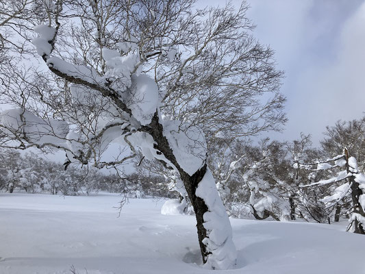 風雪に耐える岳樺（ダケカンバ）