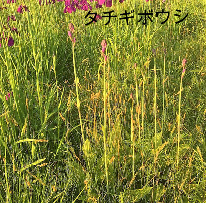 タチギボウシ。もう少しで花が咲きそうです。