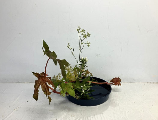 2025/8/20　＜唐胡麻　竜胆　女郎花　ヒカゲノカズラ＞