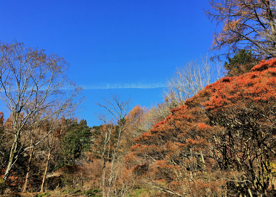 ドウダンツツジの紅葉と青空