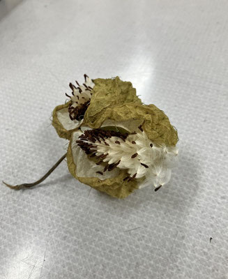 10/1　二週間前にいけたフウセントウワタの実が割れて今にも種が飛び出しそう。