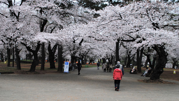 氷川神社を過ぎて、大宮公園に入りました