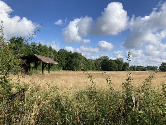 Braunes Gras, blauer Himmel, weiße Wolken