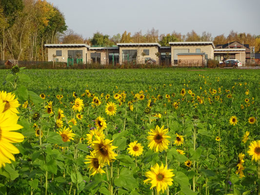 Sonnenblumenfeld vorne, Kita "Die Arche" im Hintergrund