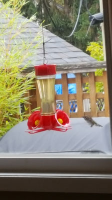 Kolibris im Garten