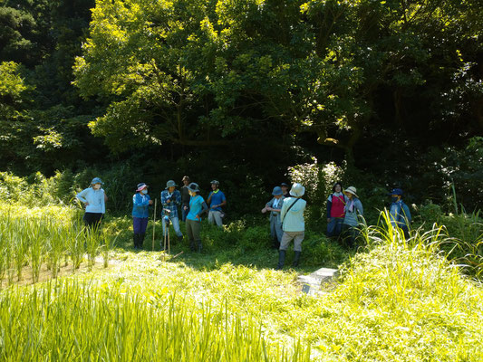 ０７月２４日　上山口寺前谷戸復元プロジェクト