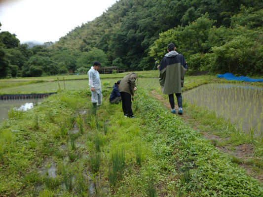 ６月２３日　上山口寺前谷戸復元プロジェクト