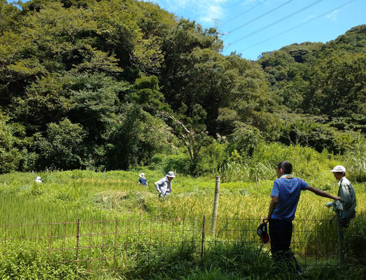 ８月２６日　上山口寺前谷戸復元プロジェクト