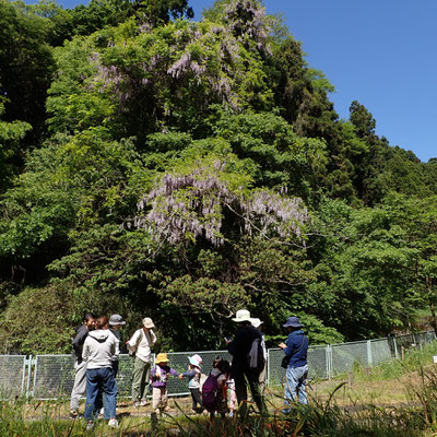 ０４月２７日　青空自主保育「つくしとたね」連携プロジェクト