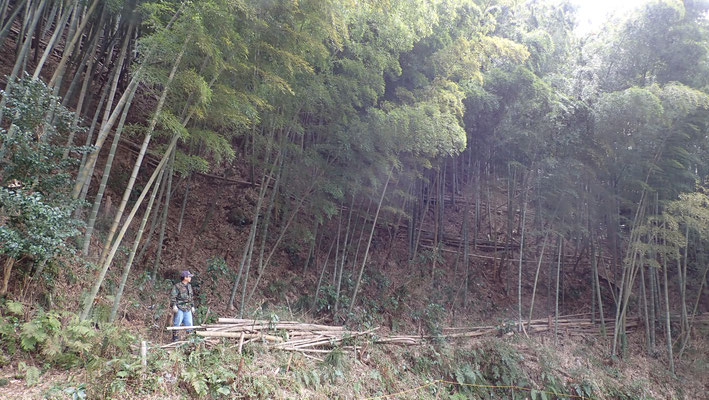 ３月２１日、大沢谷竹林整備プロジェクト