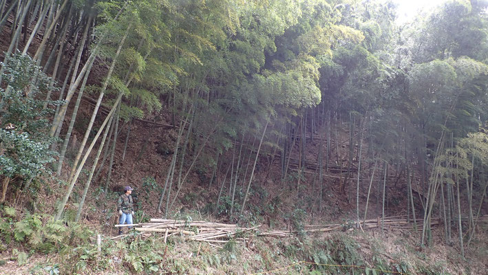 ３月２１日、大沢谷竹林整備プロジェクト