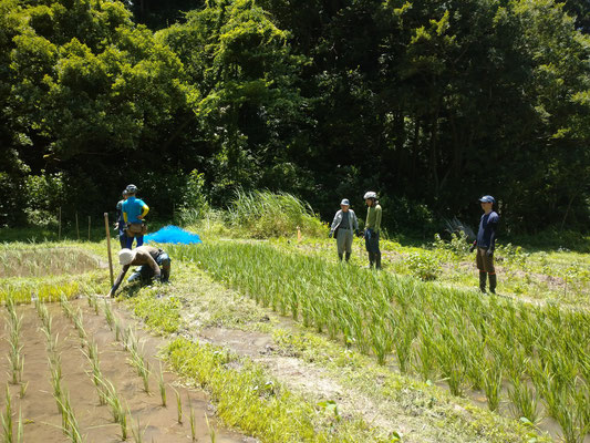 ０６月２６日　上山口寺前谷戸復元プロジェクト