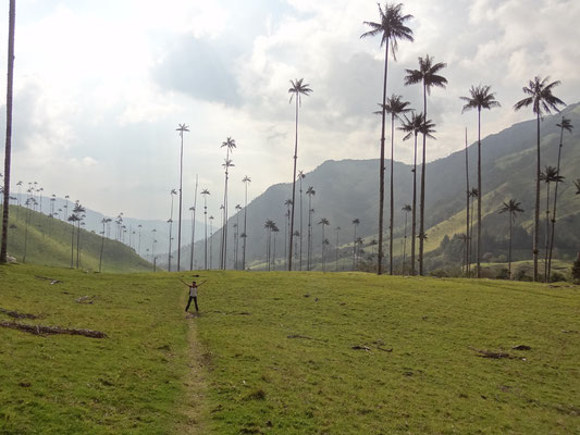 Vallée de Cocora palmiers