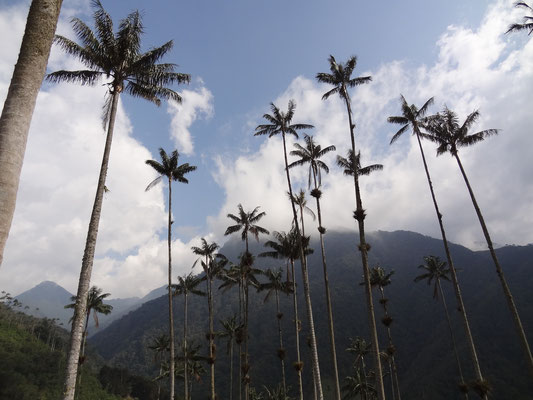 palmiers Vallée de Cocora
