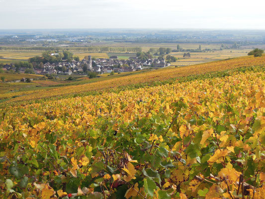 Blick über die Weinfelder bei Pommard . Foto: C. Schumann, 2019