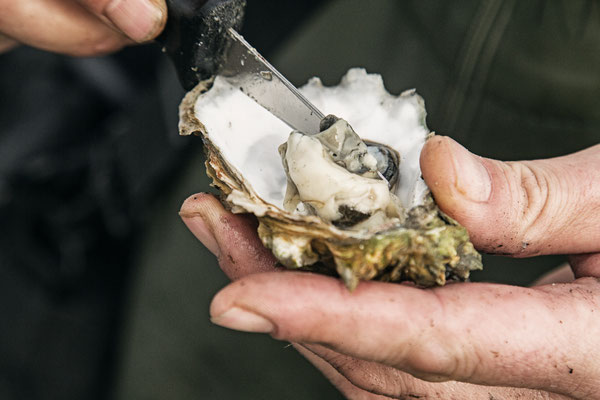Frisch aus der Schale: Austernsafari in Dänemark. Foto: PR/Red Star