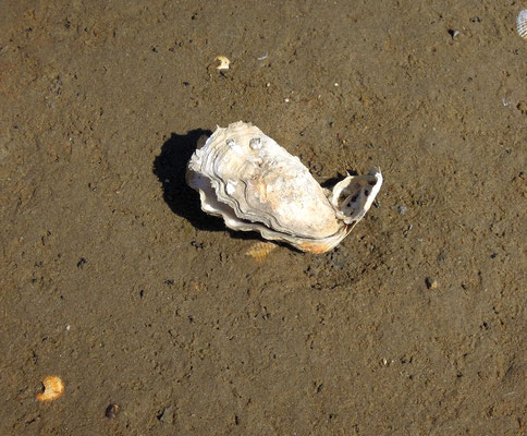 Wenn Ebbe ist, gibt das Meer auch Austern frei. Foto: C. Schumann