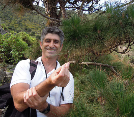 Unser Guide Cao Sánchez-Serrano zeigt eine einheimische Kiefer