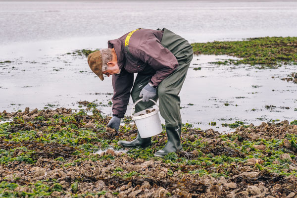 Austernsafari im dänischen Wattenmeer. Foto: PR/Thomas Høyrup Christensen