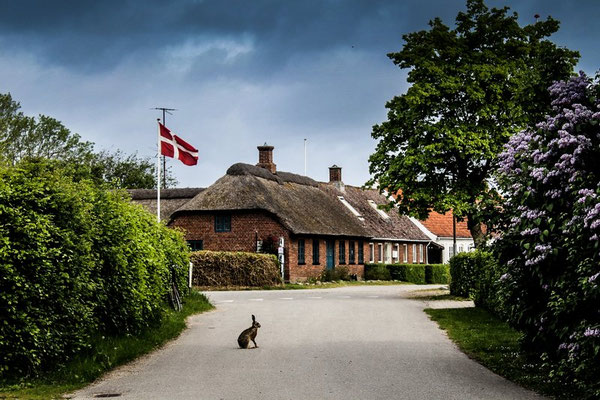 Endelave hat nur etwas mehr als 150 Bewohner – plus Wildtiere wie Kaninchen. Foto: PR/Destination Kystlandet/Melissa Villumsen