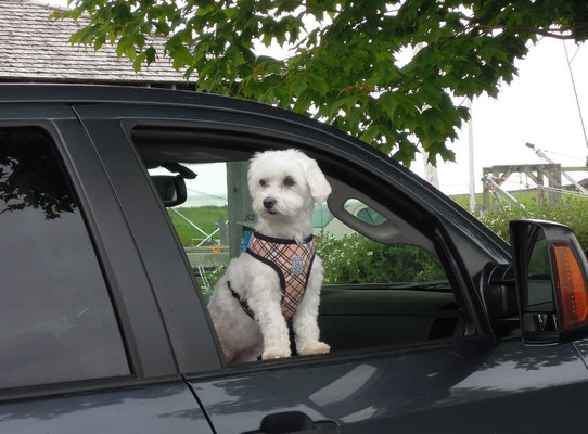 Ohne Hund geht nichts - und die Vierbeiner schnuppern gern frischen Fahrtwind