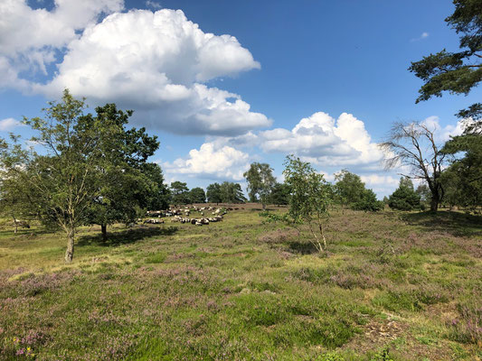 Fast ein Klischee – und doch wahr: Heidschnuckenherde bei Schneverdingen. Foto: Christoph Schumann, 2023