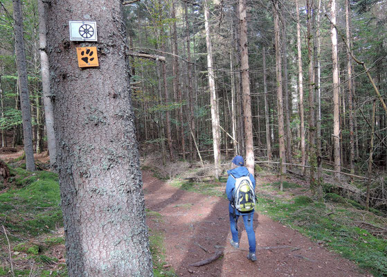 Herbstliche Wanderung im Nationalpark Bayerischer Wald bei Klingenbrunn. Foto: Christoph Schumann, 2023